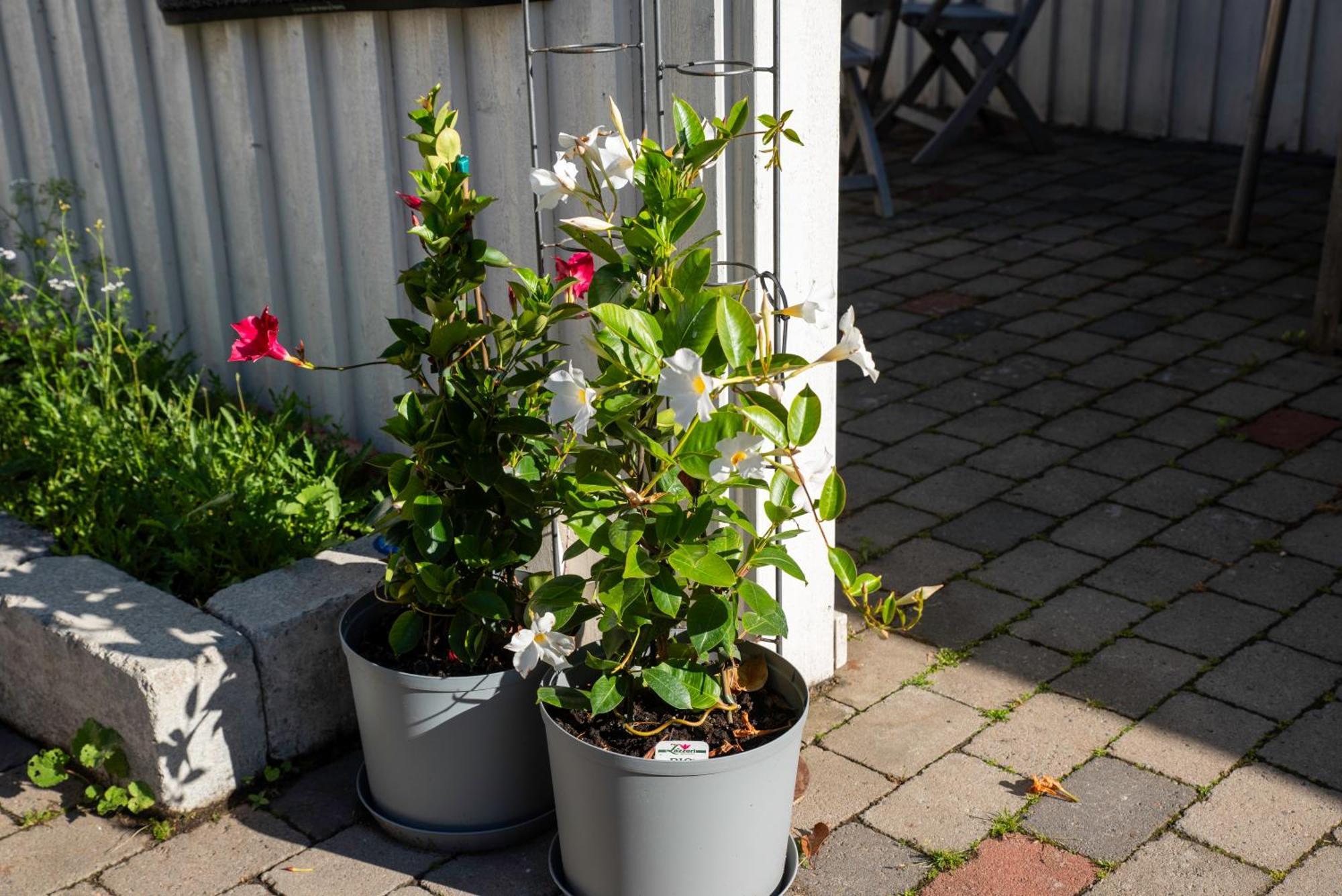 Guest House Tullgatan 24 Borgholm Luaran gambar